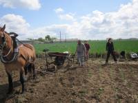 Gilbert et Martine, maraîchers à Robecq